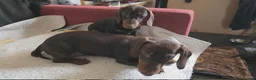 Miniature Dachshund dogs for sale: Miniature dashound  - Advert 12