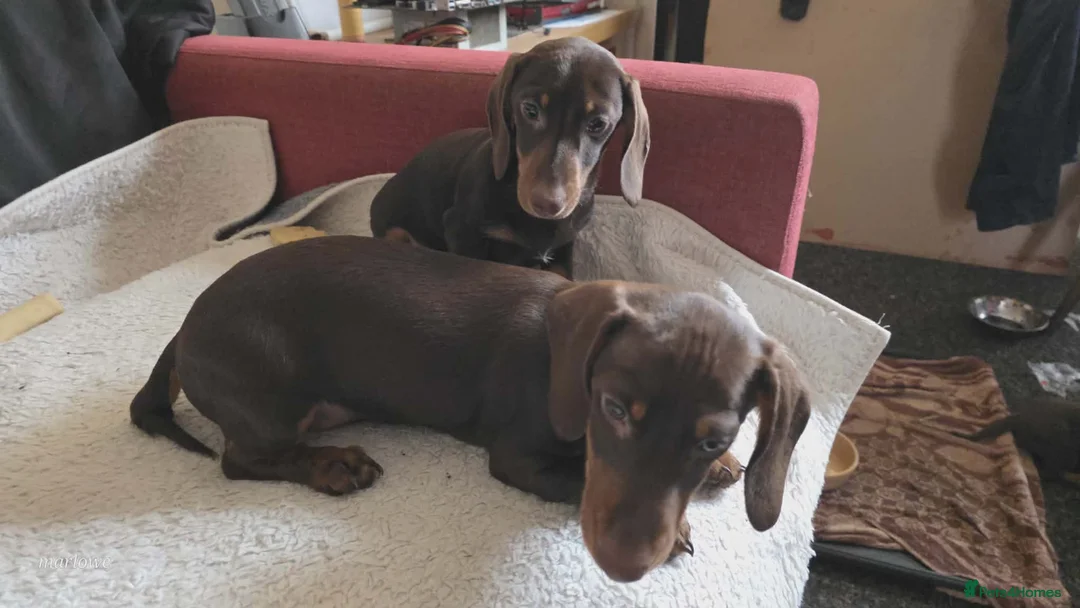 Miniature Dachshund dogs for sale: Miniature dashound  - Advert 12