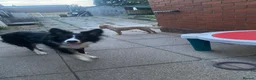 Border Collie dogs for sale: Maggie in Stoke-on-Trent - Advert 3
