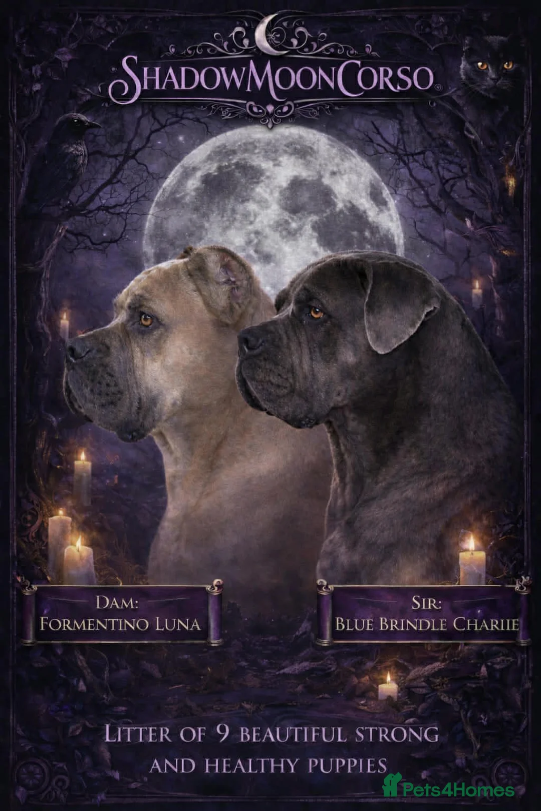 Cane Corso dogs for sale: Cane corso - Advert 1