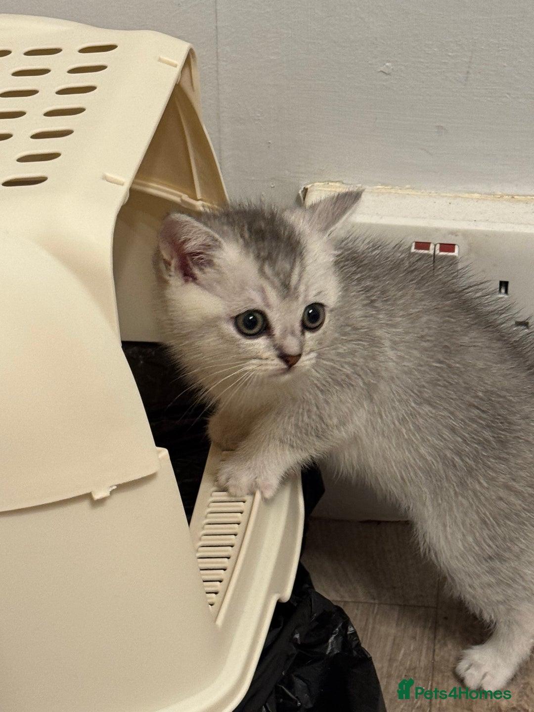 British Shorthair cats for sale: Playful and affectionate BSH Kitten - Advert 6