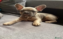 Pug dogs for stud: KC Reg Proven French Bulldog Lilac & Tan For Stud in Colchester - Image 17