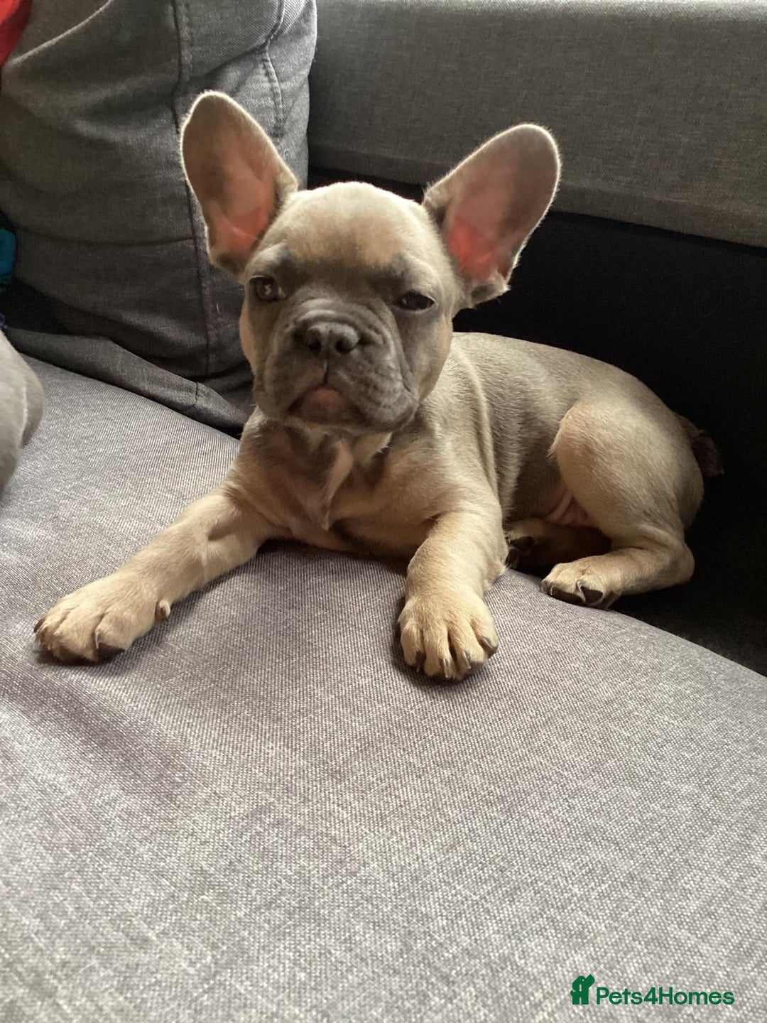 Pug dogs for stud: KC Reg Proven French Bulldog Lilac & Tan For Stud in Colchester - Image 17