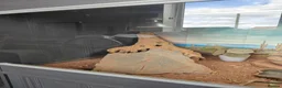 Bearded Dragon reptiles for sale: Bearded dragon for sale - Advert 15