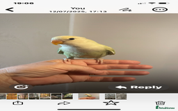 Lovebirds birds for sale: Beautiful hand reared baby lovebird  - Image 5