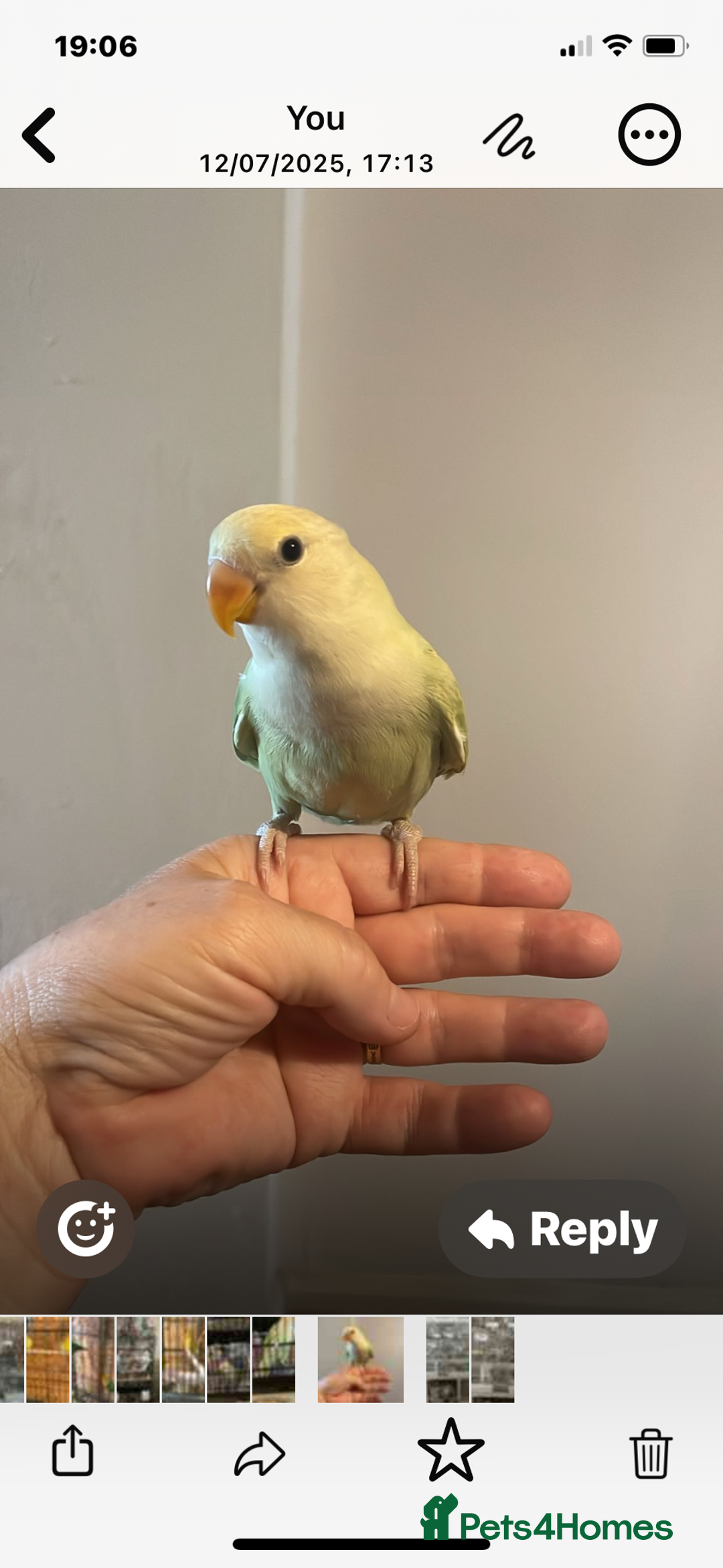 Lovebirds birds for sale: Beautiful hand reared baby lovebird  - Image 5