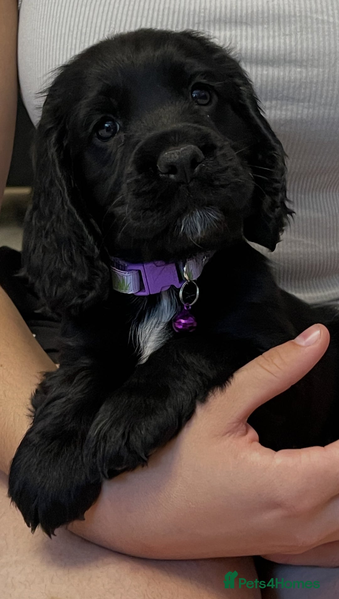 Sprocker dogs for sale: Beautiful Sprocker puppies HEALTH TESTED PARENTS - Image 5