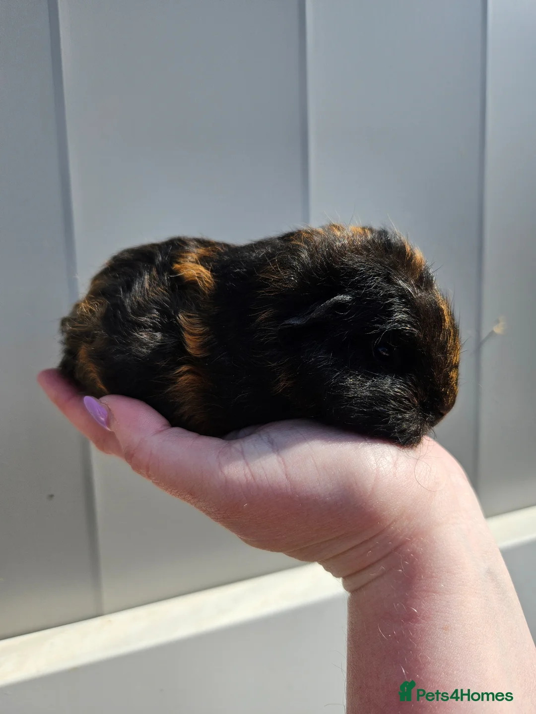 Guinea Pig rodents for sale: Swiss sows and boar available - Advert 2