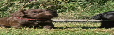 Cocker Spaniel 2
