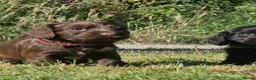 Cocker Spaniel dogs for sale: Beautiful cocker spaniel puppy’s  in Liskeard - Advert 6