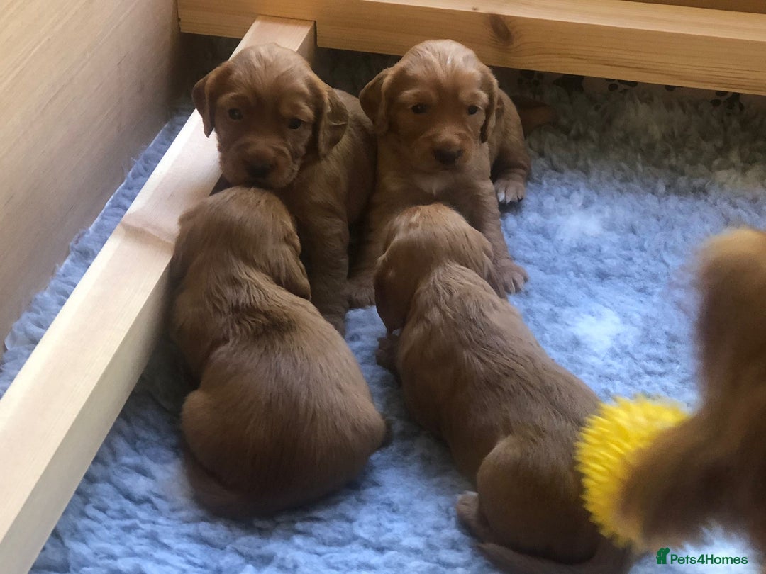 Cocker Spaniel dogs for sale: Health Tested Clear Cocker Spaniel Puppies  - Image 14