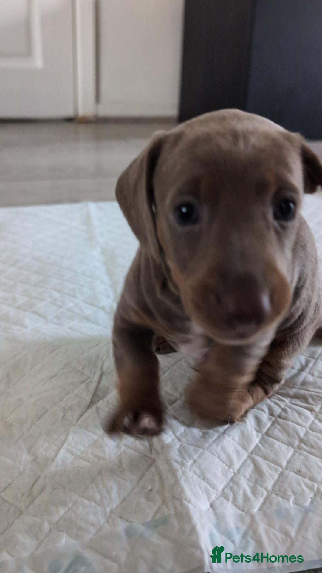 Miniature Dachshund dogs Gorgeous Purebred Miniature Dachshund Puppies - Advert 2