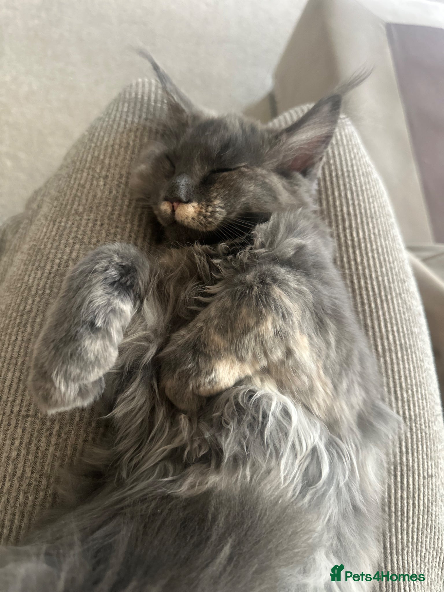 Maine Coon cats LAST GIRL LEFT. Stunning TICA Pedigree Maine Coons - Advert 12