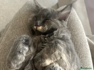 Maine Coon cats LAST GIRL LEFT. Stunning TICA Pedigree Maine Coons - Advert 12