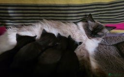 Ragdoll cats for sale: Beautiful Ragdoll X kittens - Image 18