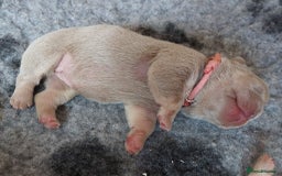 French Bulldog dogs for sale: KC Registered French Bulldog Puppies - Image 13