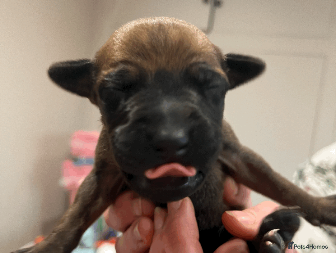 Rhodesian Ridgeback dogs for sale: * CUTENESS ALERT * READY END OF JANUARY - Advert 6