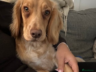 Cocker Spaniel dogs - Advert 31