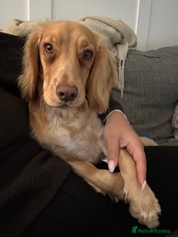 Cocker Spaniel dogs - Advert 8