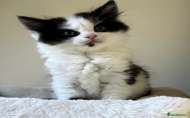 Mixed Breed cats - Advert 16