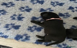 Labrador Retriever dogs for sale: Black labrador puppies  - Image 6