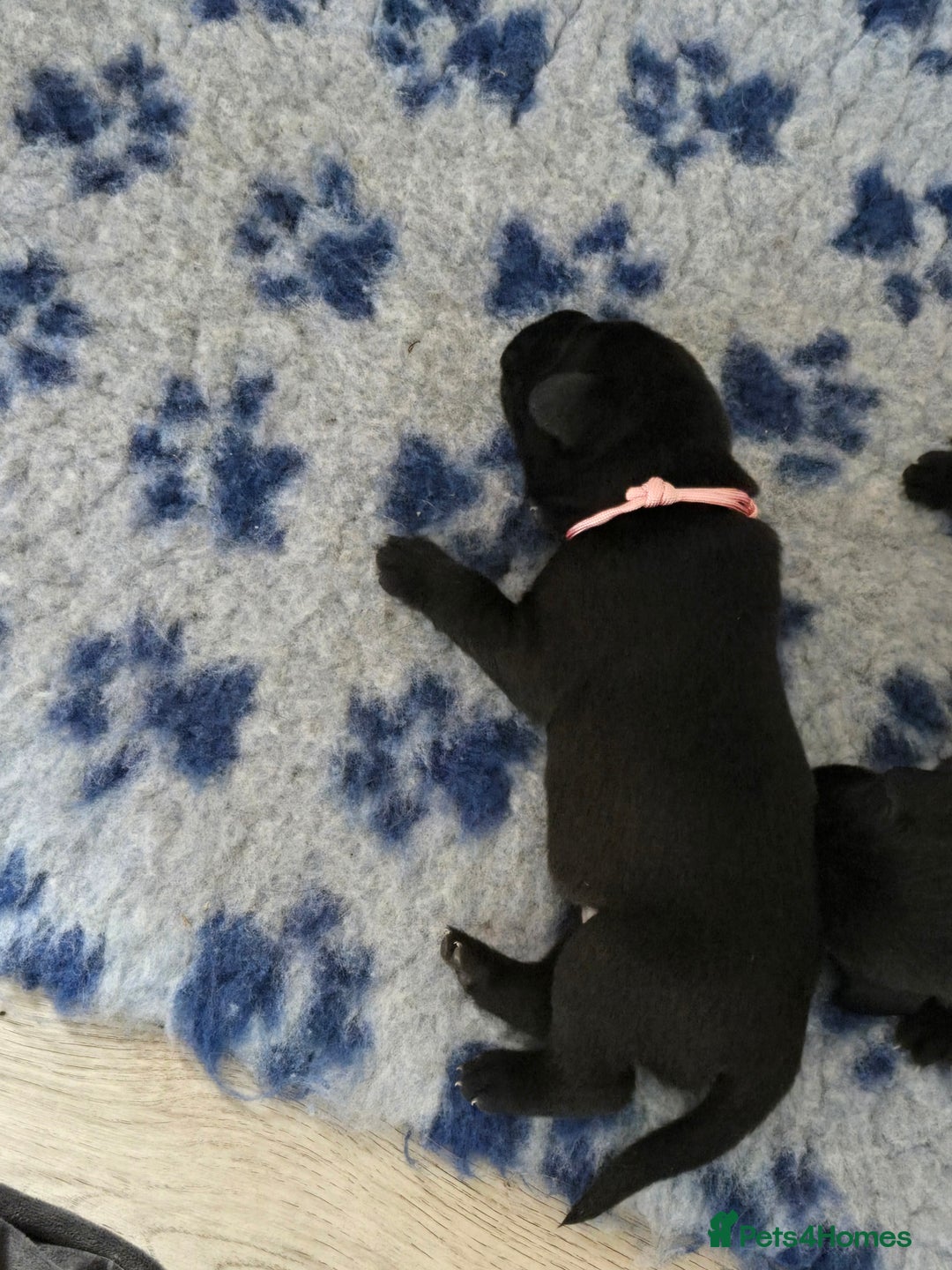 Labrador Retriever dogs for sale: Black labrador puppies  - Image 6