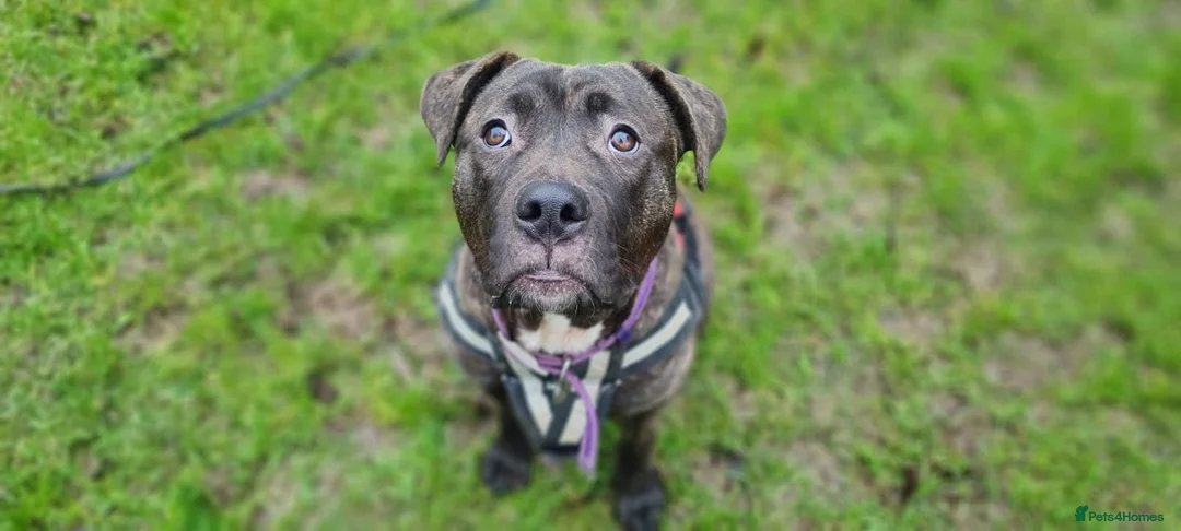 Cane Corso dogs for adoption: Peaches - Advert 2