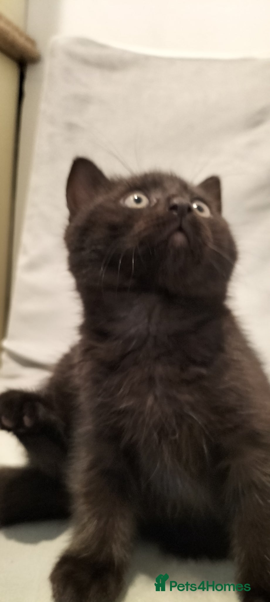 British Shorthair cats Beautiful British short hair kittens  - Advert 13