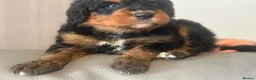 Bernedoodle dogs for sale: standard F1 Bernadoodles  - Advert 7