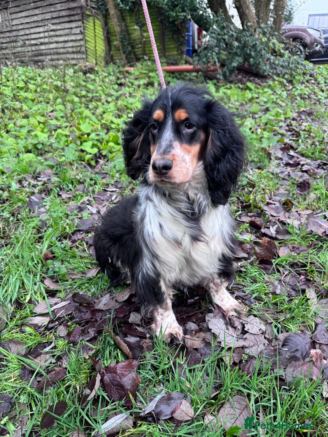 Sprocker dogs for sale: Beautiful Sprocker Boy ❤️ - Advert 3