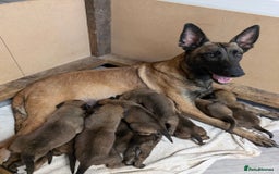 Belgian Shepherd Dog dogs for sale: Belgian malinois puppies - Image 20