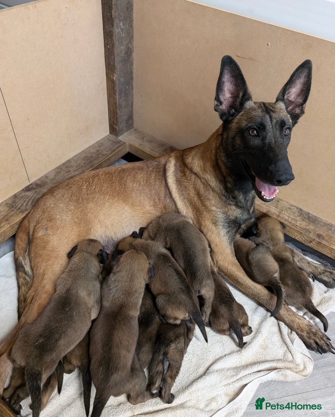 Belgian Shepherd Dog dogs for sale: Belgian malinois puppies - Image 20