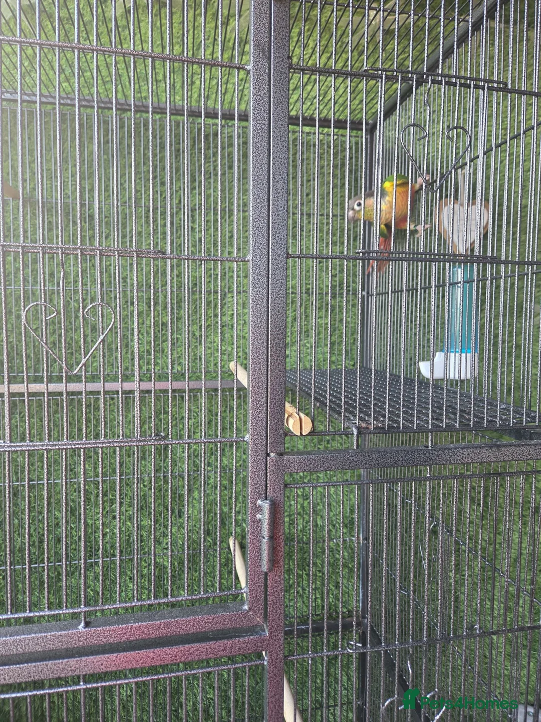 Conures birds for sale: Pineapple Green-cheeked Conure for Sale 🦜 in Basildon - Advert 2