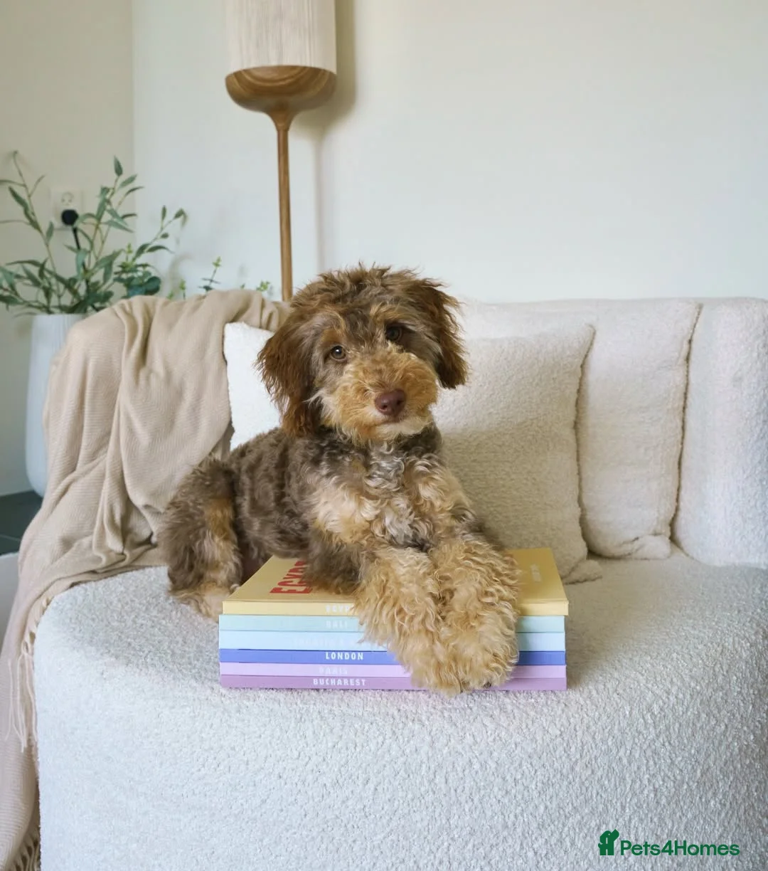 Labradoodle dogs for sale: Labradoodle Puppy for Rehome - Advert 1