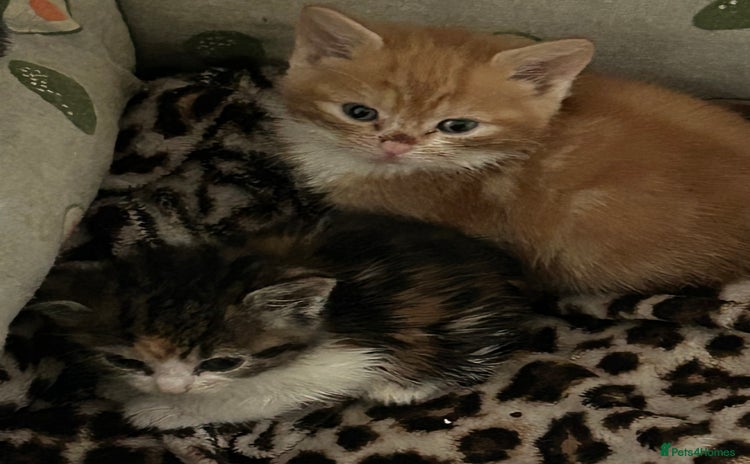 Bengal cats - Advert 1