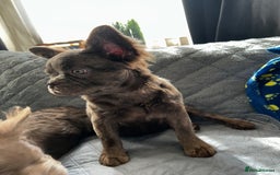 French Bulldog dogs for sale: Fluffy French female bulldog  - Image 9