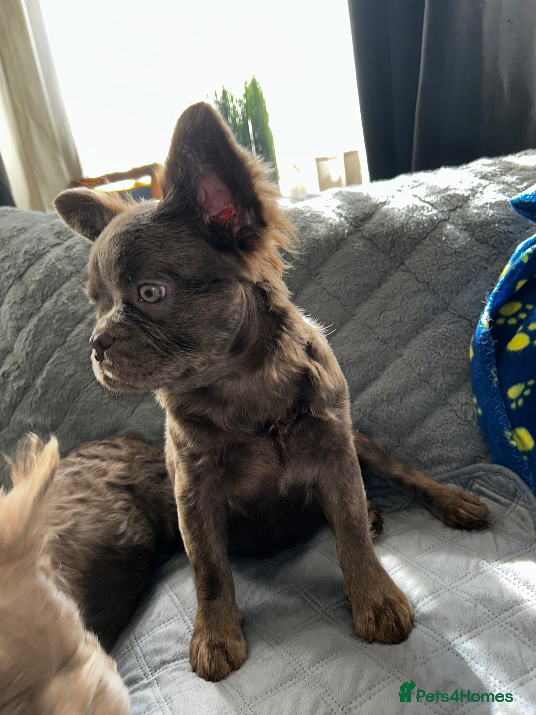 French Bulldog dogs for sale: Fluffy French female bulldog  - Image 9