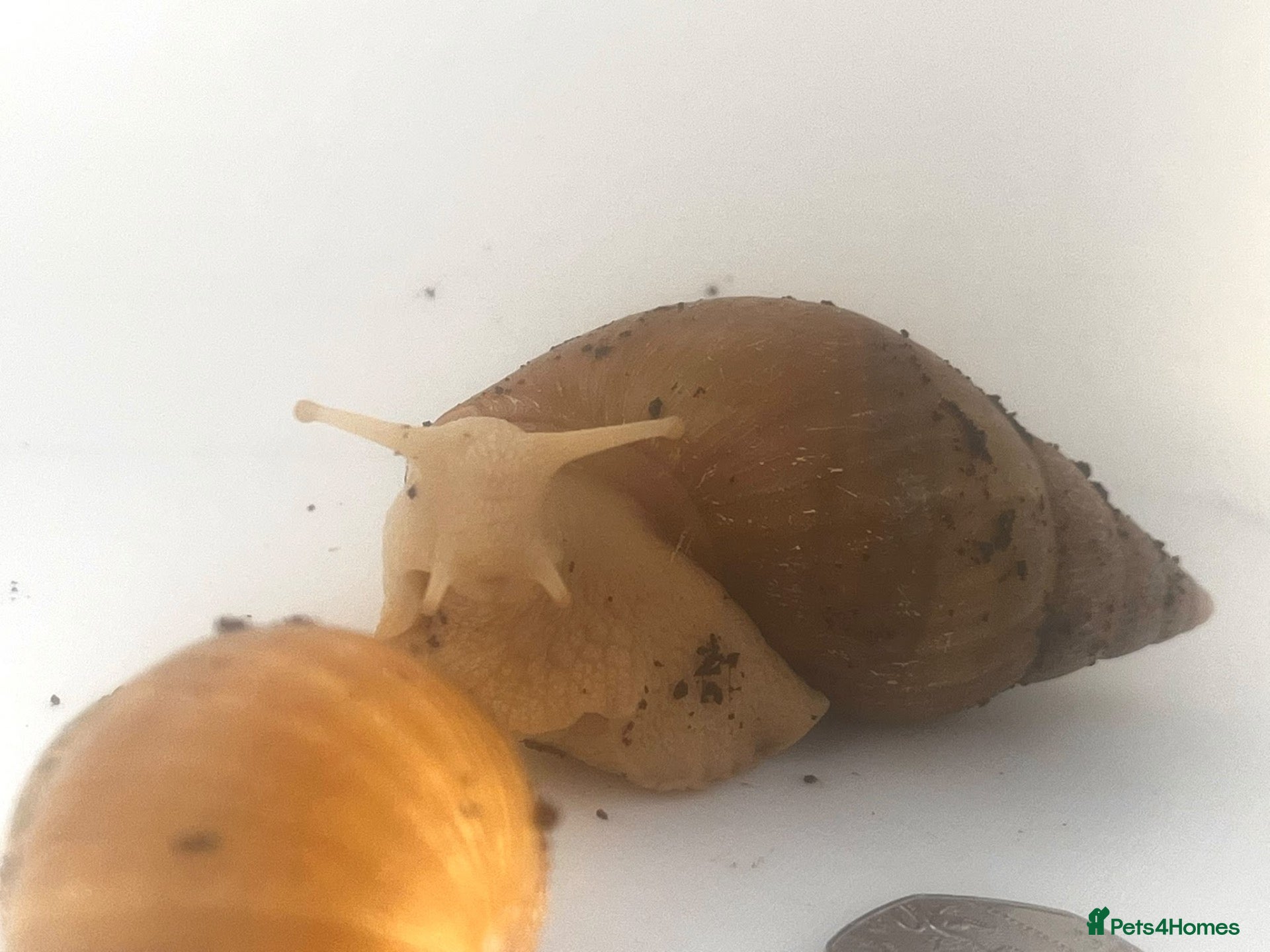 Snails invertebrates Gaint afican land snails albino and normal  - Advert 1