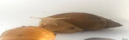 Snails invertebrates for sale: Gaint afican land snails albino and normal  - Advert 1