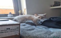 Ragdoll cats for sale: Ragdoll X Bengal - Image 6
