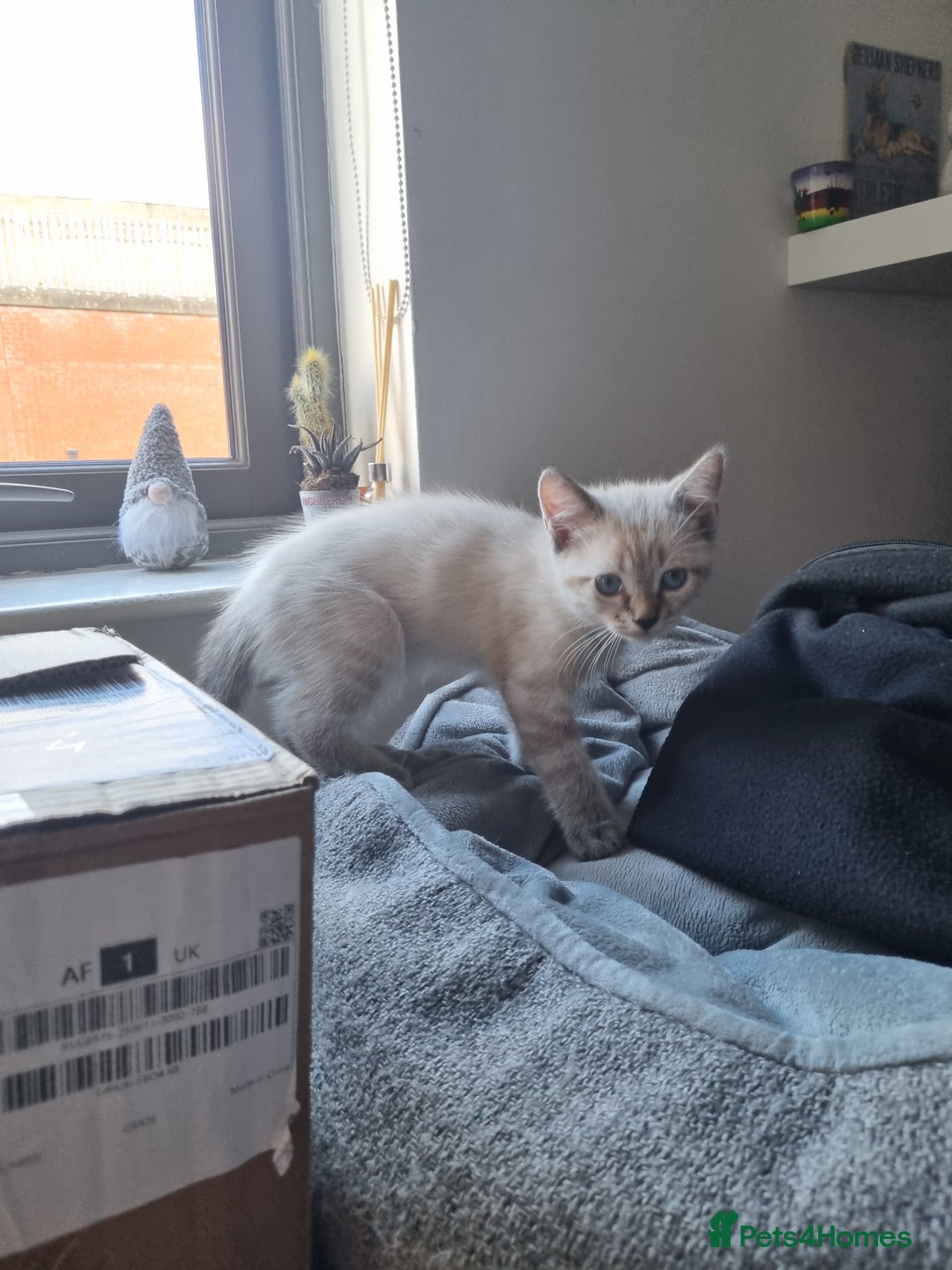 Ragdoll cats for sale: Ragdoll X Bengal - Image 6