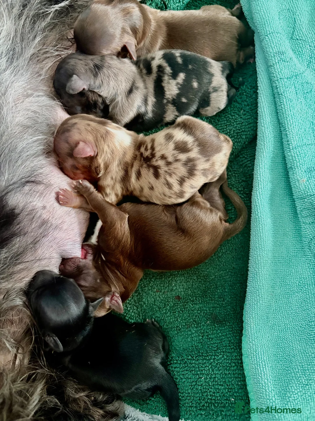 Yorkshire Terrier dogs for sale: Yorkshire terrier puppies 🩵🩷 - Advert 10