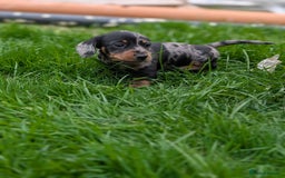Miniature Dachshund dogs for sale: KC registered miniature dachshund puppies - Image 15