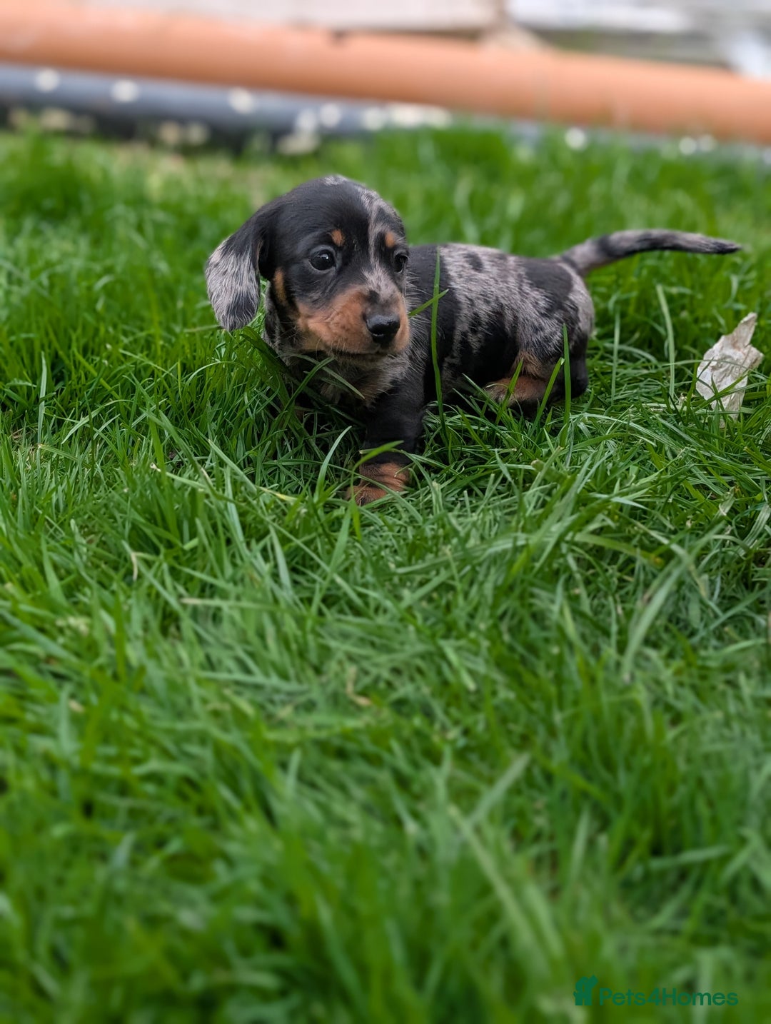 Miniature Dachshund dogs for sale: KC registered miniature dachshund puppies - Image 15