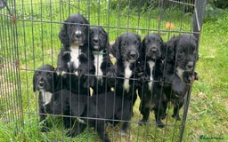 Cocker Spaniel dogs for stud: Fully health tested dark red working cocker stud - Image 15