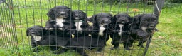 Cocker Spaniel dogs for stud: Fully health tested dark red working cocker stud - Advert 15
