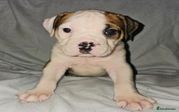 Alapaha Blue Blood Bulldog dogs for sale: IABBR. Health tested. Top lines.  - Advert 17