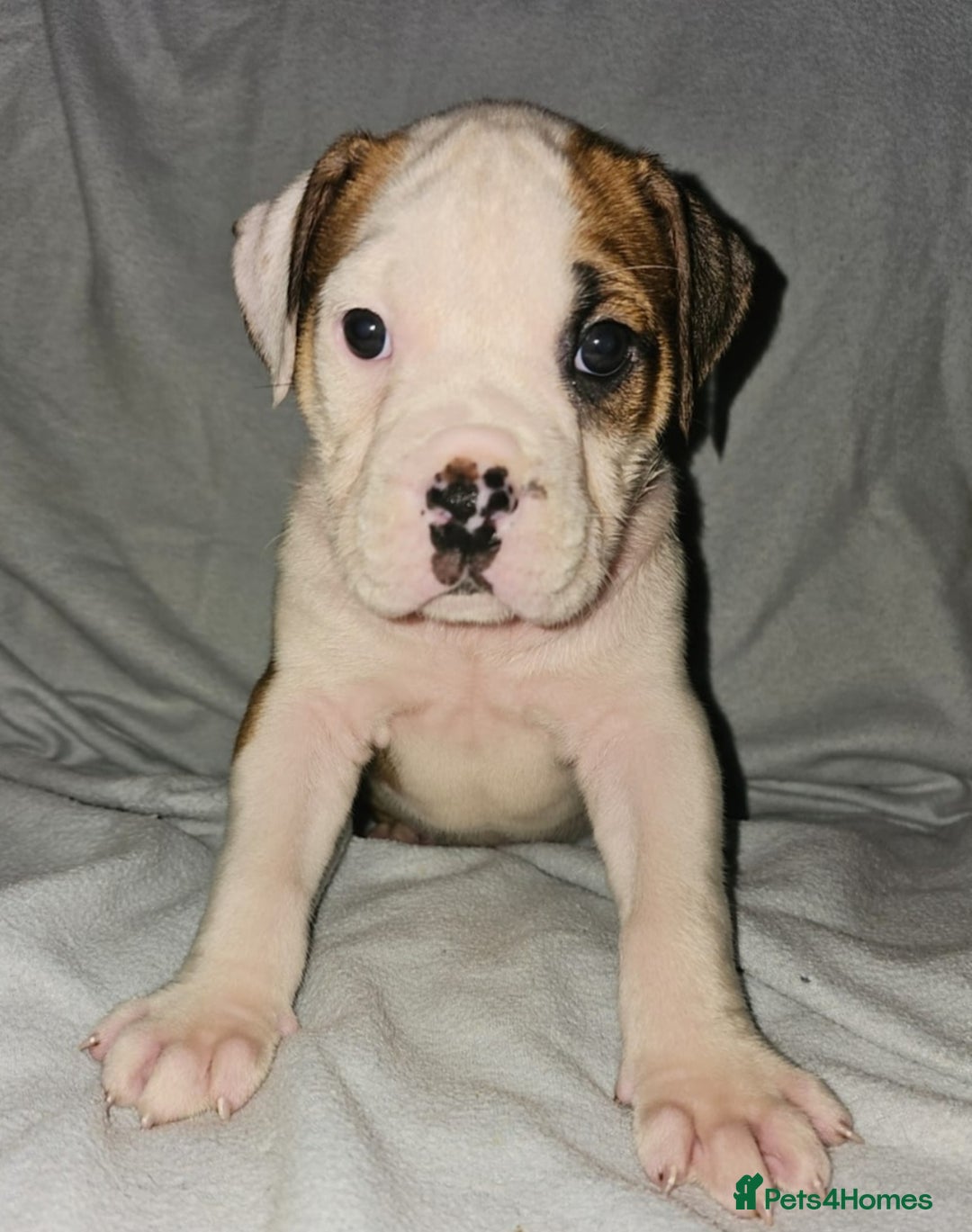 Alapaha Blue Blood Bulldog dogs for sale: IABBR. Health tested. Top lines.  - Advert 17