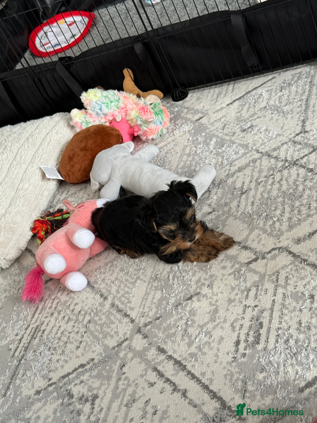 Yorkshire Terrier dogs for sale: Adorable Yorkshire Terrier Puppy for Sale - Image 5
