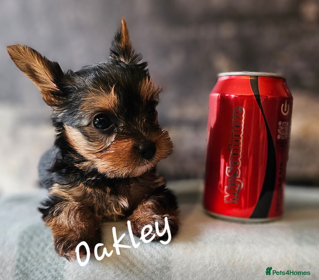 Yorkshire Terrier dogs for sale: miniature toy yorkie pups - Image 10